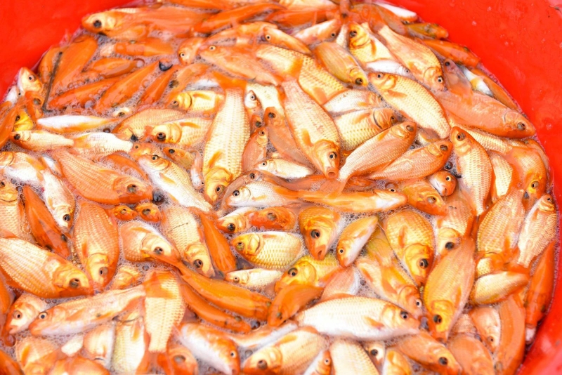 Cá chép vàng có ăn được không? Một số loại cá chép vàng phổ biến