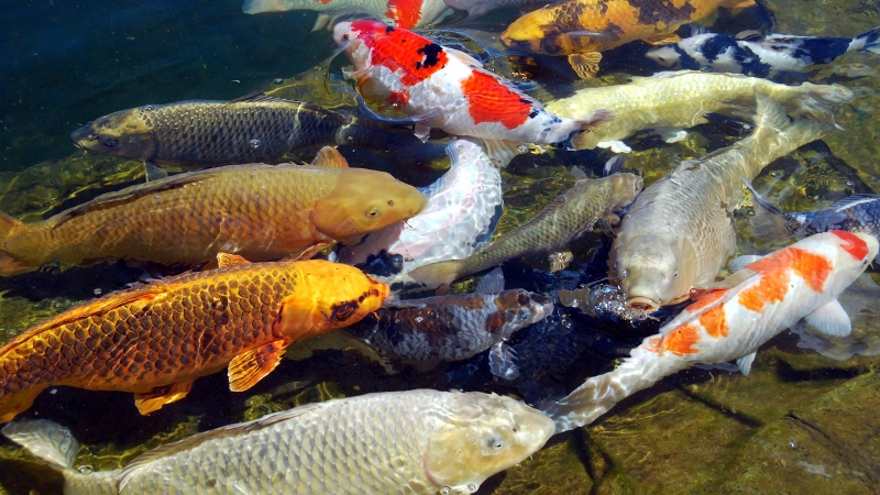 Cá chép vàng có ăn được không? Một số loại cá chép vàng phổ biến2