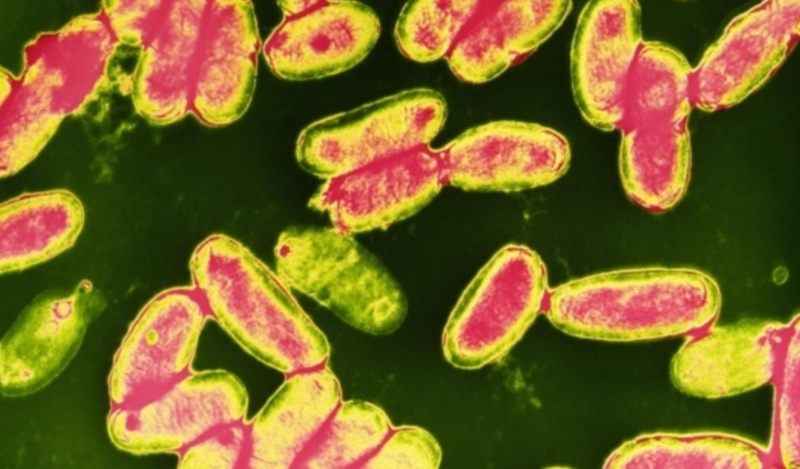 Nguyên nhân gây bệnh ho gà