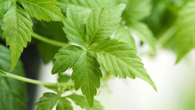 Thắc mắc: Huyết áp thấp có uống được giảo cổ lam không? 5