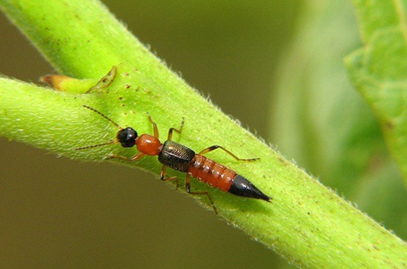 Thắc mắc: Kiến ba khoang đốt có để lại sẹo không?