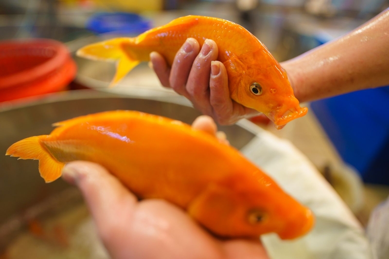 Thắc mắc: Mật cá chép có độc không?1