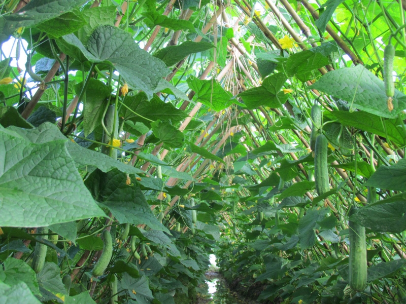 Thắc mắc: Nâng mũi ăn dưa leo được không?1