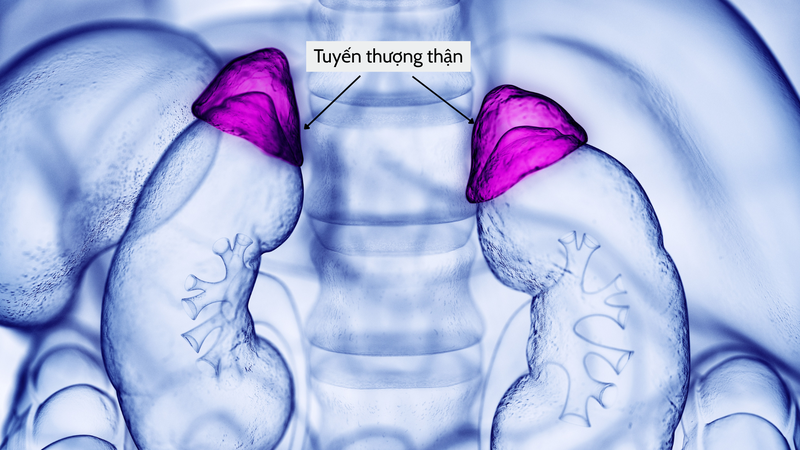 Thắc mắc: Suy tuyến thượng thận có chữa được không 1