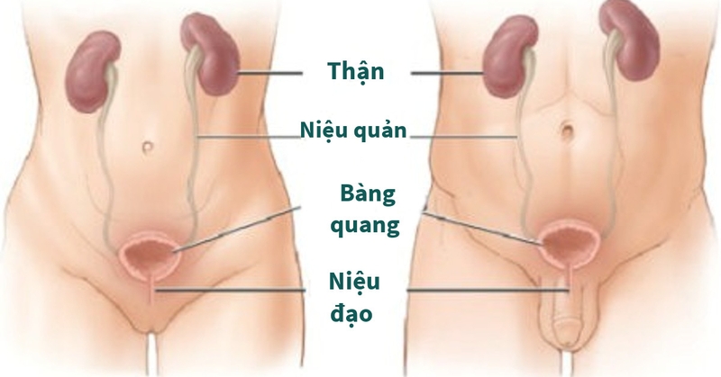 Thận yếu ảnh hưởng đến chất lượng tinh trùng