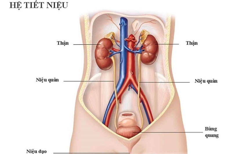 Nguyên nhân mắc viêm niệu đạo