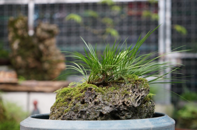 thạch xương bồ 3