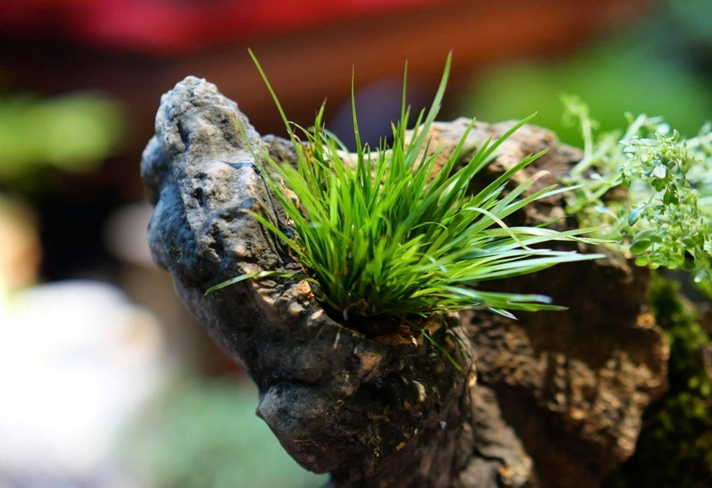 thạch xương bồ 1