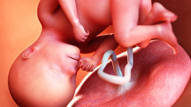 Thai 14 tuần biết trai hay gái chưa? Nhận biết bằng cách nào? 2