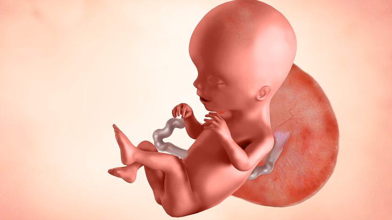 Thai 17 tuần là mấy tháng? Kích thước phát triển và những điều cần lưu ý 6