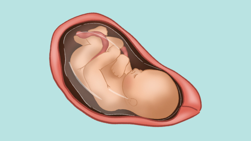 Thai 32 tuần là mấy tháng? Sự phát triển của bé và những điều mẹ cần biết 6