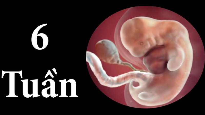 Thai 6 tuần chậm phát triển chưa có tim thai có sao không? 1