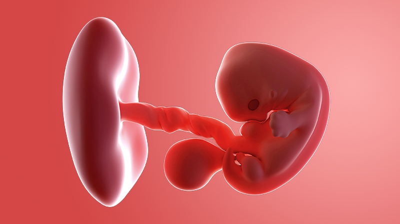 Thai 8 tuần kích thước bao nhiêu? Những điều mẹ cần lưu ý 1