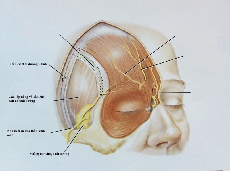 Thái dương là gì? Những nguyên nhân gây đau đầu hai bên vùng thái dương? 1