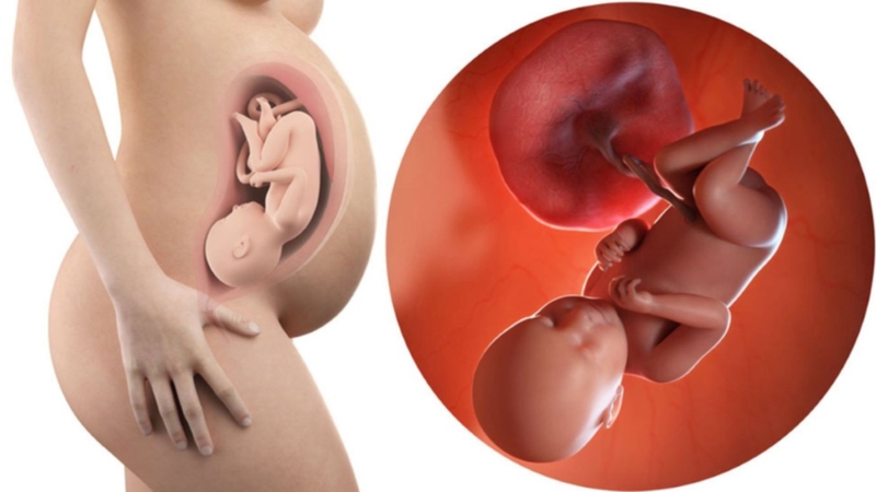 Mẹ bầu có thai nằm góc tử cung có sao không? Vị trí của thai nhi trong bụng mẹ theo từng giai đoạn thai kì 3