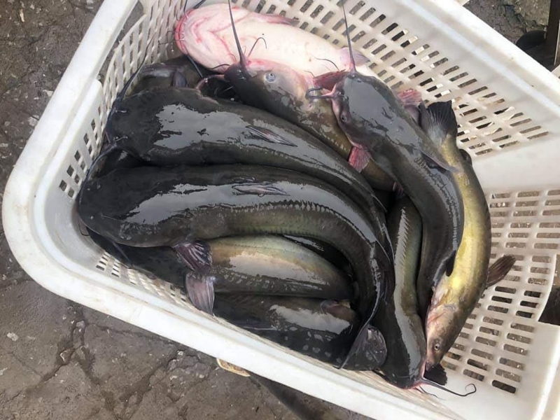 Lợi ích sức khỏe và thành phần dinh dưỡng của cá lăng 3