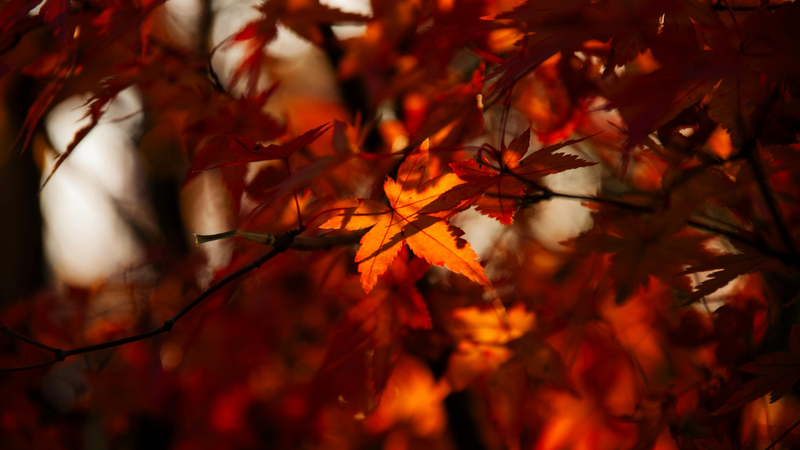 Siro cây phong (Maple syrup) được chiết xuất từ nhựa của các loài cây phong