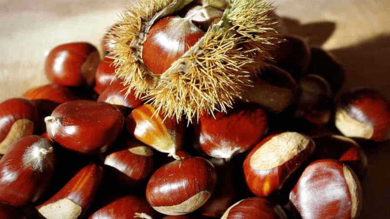 Thành phần dinh dưỡng và lợi ích của sữa hạt dẻ đối với sức khỏe 4