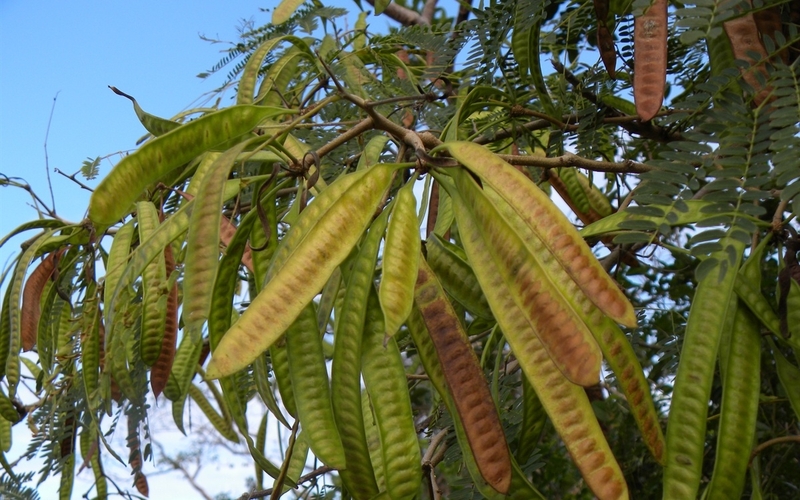 Quả keo: Thành phần, lợi ích và các bài thuốc chữa bệnh 3