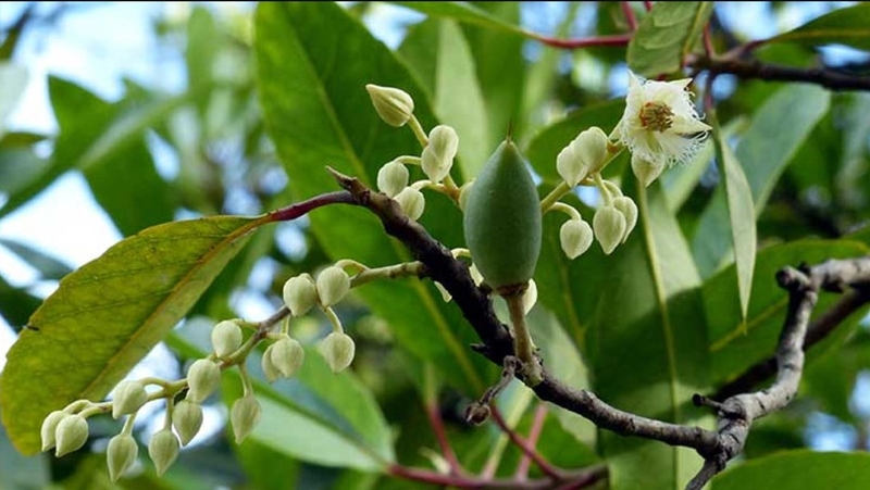 Thanh quả: Người bạn tốt từ thiên nhiên 1.jpg