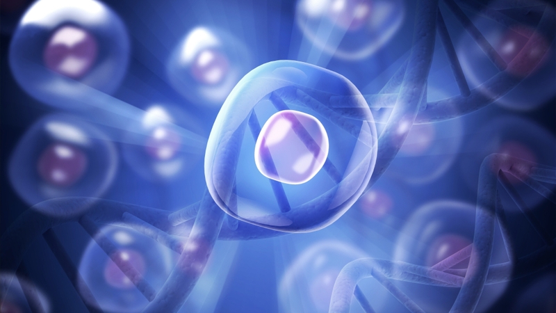 Thế nào là tế bào gốc trưởng thành 1