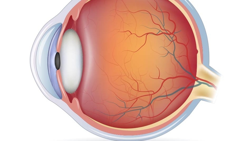 Thị lực là gì? Những nguyên nhân thường gặp gây giảm thị lực 1