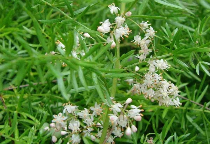 Thiên môn bổ phổi có tốt không? Ai nên sử dụng thiên môn bổ phổi?1