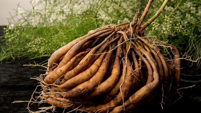 Công dụng tuyệt vời từ thiên môn chùm 3