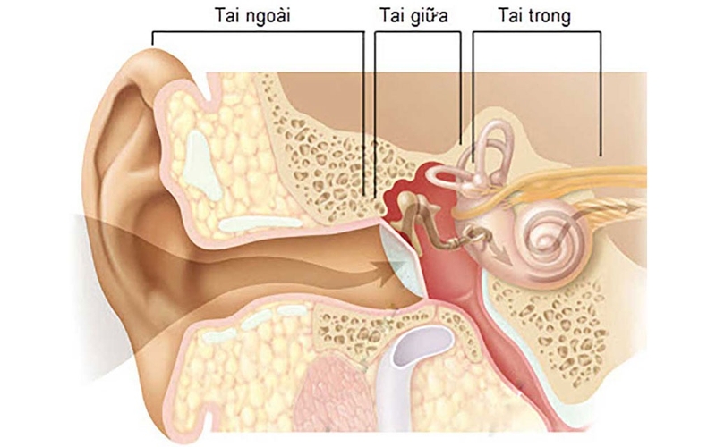 Thính giác là gì? Cấu tạo và cơ chế hoạt động của hệ thính giác 2