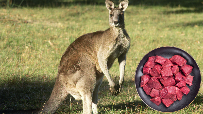Thịt kangaroo vừa cung cấp protein vừa chứa sắt, kẽm và vitamin nhóm B