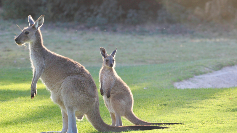 Thịt kangaroo: Hàm lượng protein có vượt thịt bò, gà còn tùy phần thịt