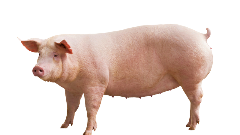 Thịt lợn bị tụ huyết trùng có ăn được không? 4