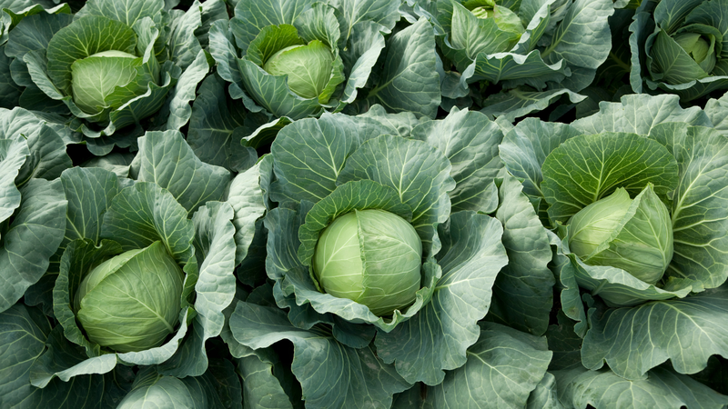 Thịt ngan kị với rau gì? Những điều bạn cần biết về món ăn này 1