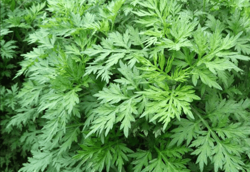 Thoái hóa cột sống uống thuốc gì trong liệu pháp dân gian và Đông y?2