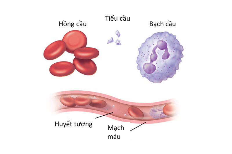 thời gian hiến máu cách nhau bao lâu 1