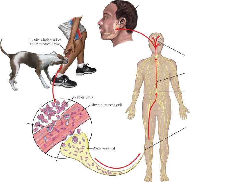 thời gian ủ bệnh dại ở người 1