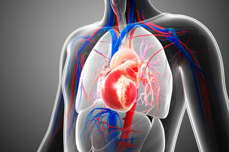 Thông tin cần biết về bệnh thấp tim? Làm sao để phòng ngừa bệnh? 1