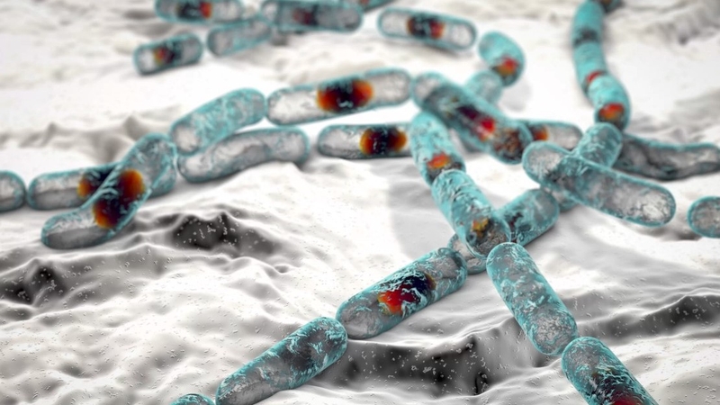 Thông tin chi tiết về vi khuẩn Bacillus cereus - 1