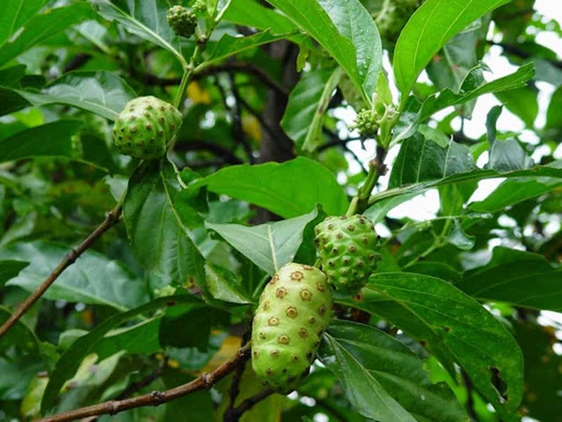 Thông tin chung về noni (trái nhàu)2