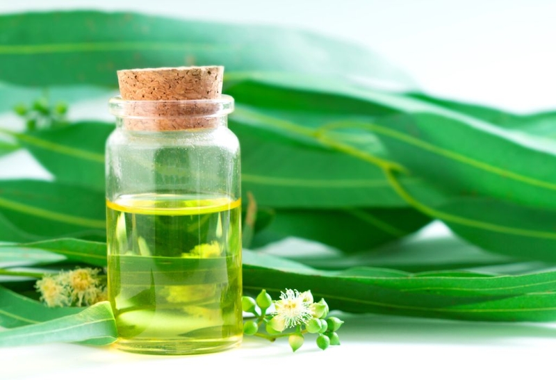 Thông tin từ A đến Z về tinh dầu bạch đàn mà bạn nên biết 2