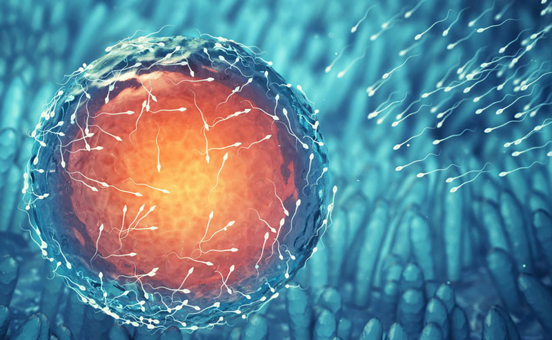 Thụ tinh ống nghiệm khác gì thụ tinh nhân tạo 1