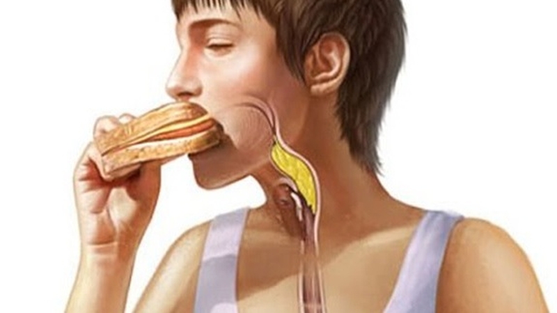 Giải đáp: Thức ăn được hấp thụ chủ yếu ở đâu? Hệ tiêu hóa có vai trò gì? 1