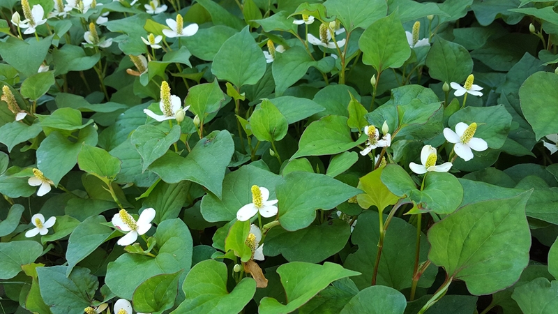 Rau diếp cá là loài cây phổ biến ở Việt Nam 1