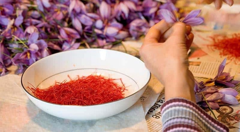 Nhụy hoa nghệ tây – saffron