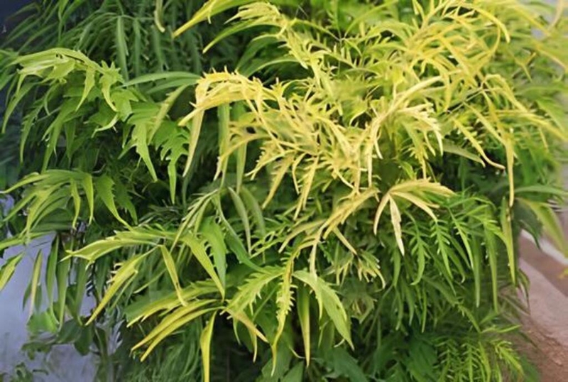 Thực hư về cây thuốc nam lợi sữa sau sinh cho mẹ: Sự thật và những điều cần biết 4