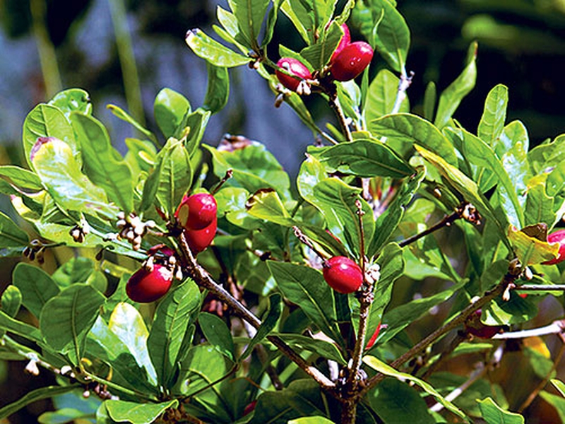 Thực hư về việc ăn trái thần kỳ uống rượu không say? 1