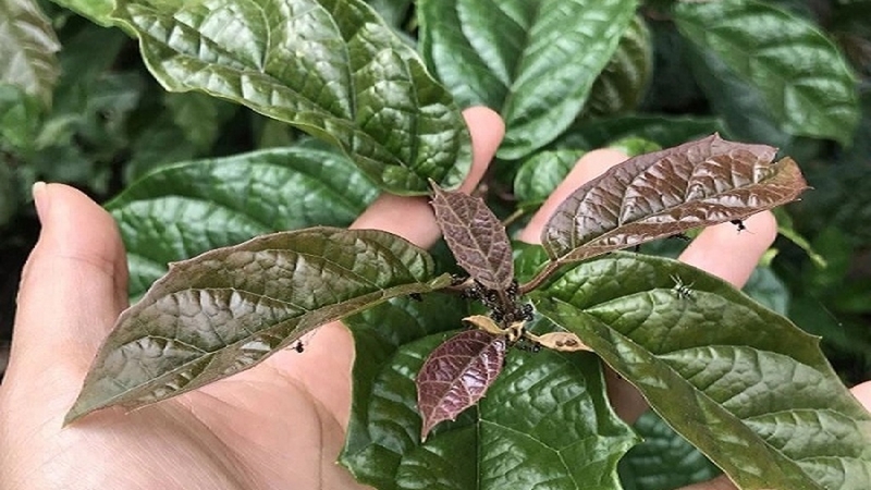 Thực hư việc cây xạ đen chữa khỏi bệnh ung thư? 2