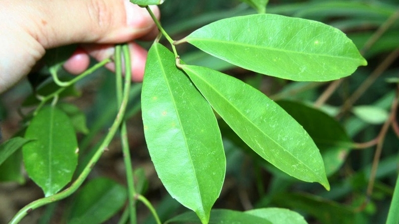 Thực hư việc cây xạ đen chữa khỏi bệnh ung thư? 1