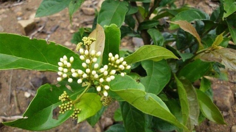 Thực hư việc cây xạ đen chữa khỏi bệnh ung thư? 3