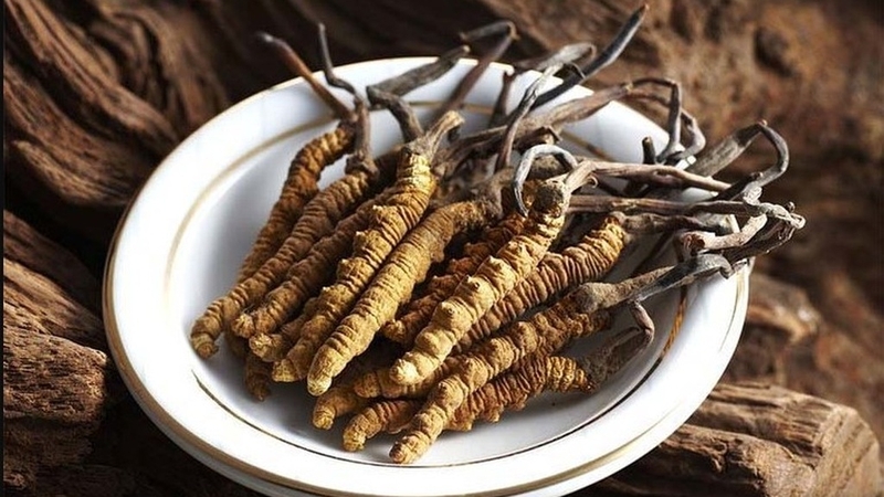 Thực hư việc đông trùng hạ thảo chữa bệnh ung thư 3